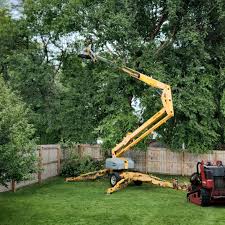 Professional Tree Care  in Allison Park, PA